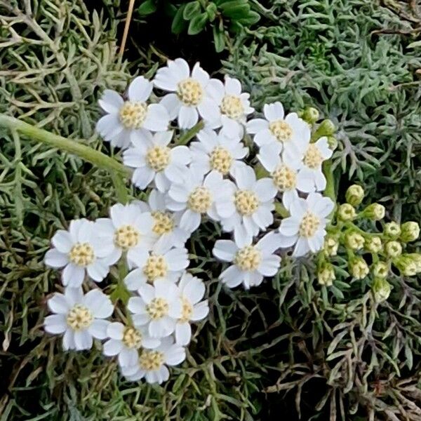 Achillea erba-rotta Blomst