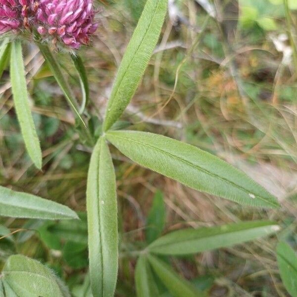 Trifolium alpestre ᱥᱟᱠᱟᱢ