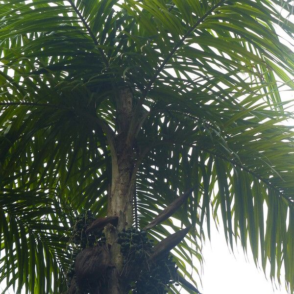 Bactris gasipaes 果實