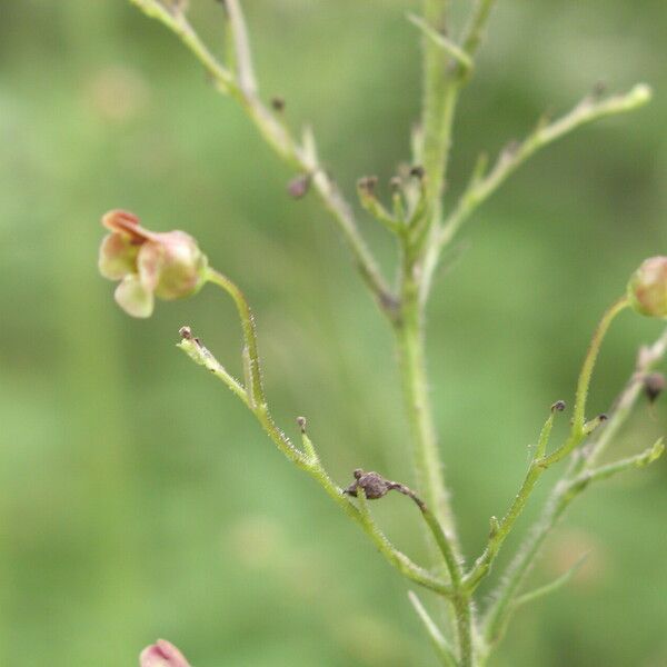 Scrophularia scopolii Flower