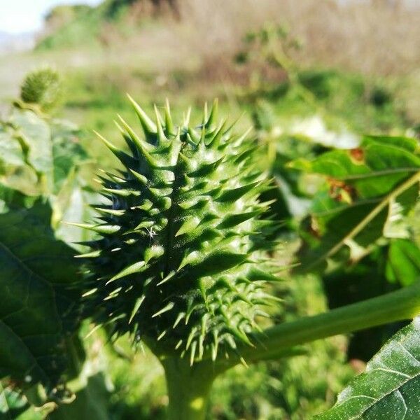 Datura stramonium Owoc