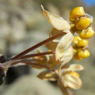 Asclepias albicans Blüte