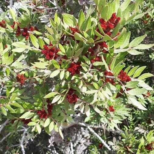 Pistacia lentiscus Habit