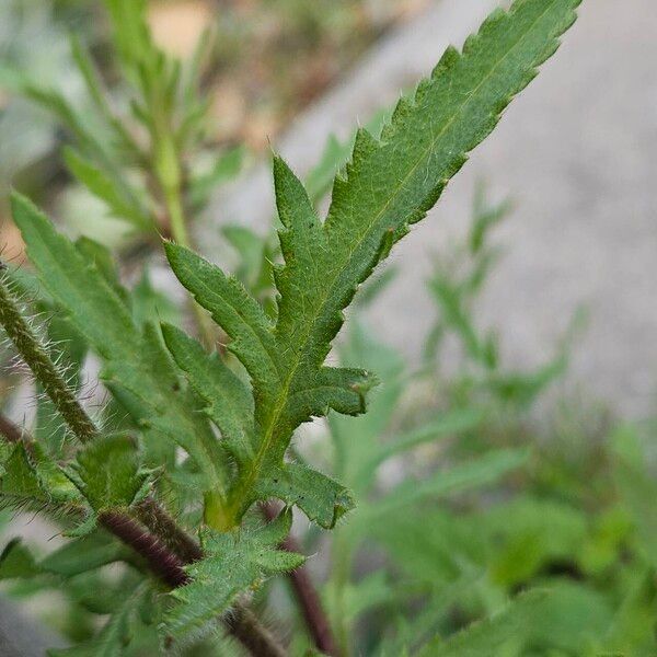 Papaver setiferum Folha