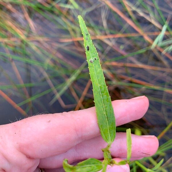 Caperonia castaneifolia 葉