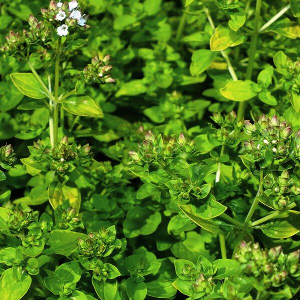 Origanum vulgare Blad