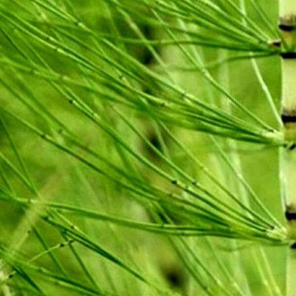 Equisetum palustre Liść