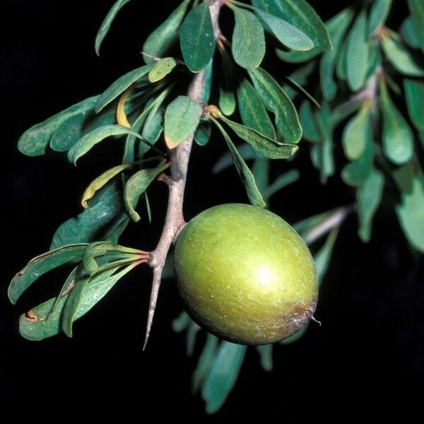 Argania spinosa Plod