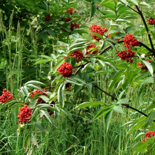 Sambucus racemosa Ovoce