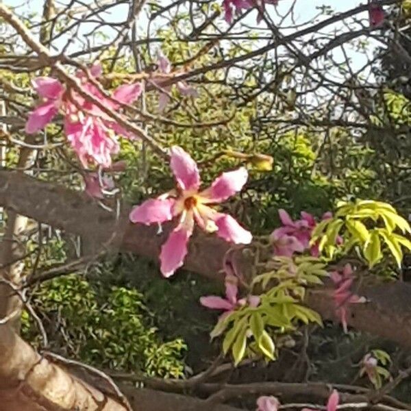 Ceiba speciosa പുഷ്പം