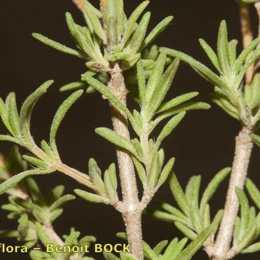 Thymus baeticus Sonstige