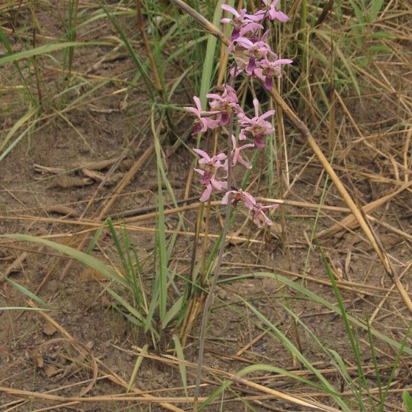 Eulophia cristata 形态