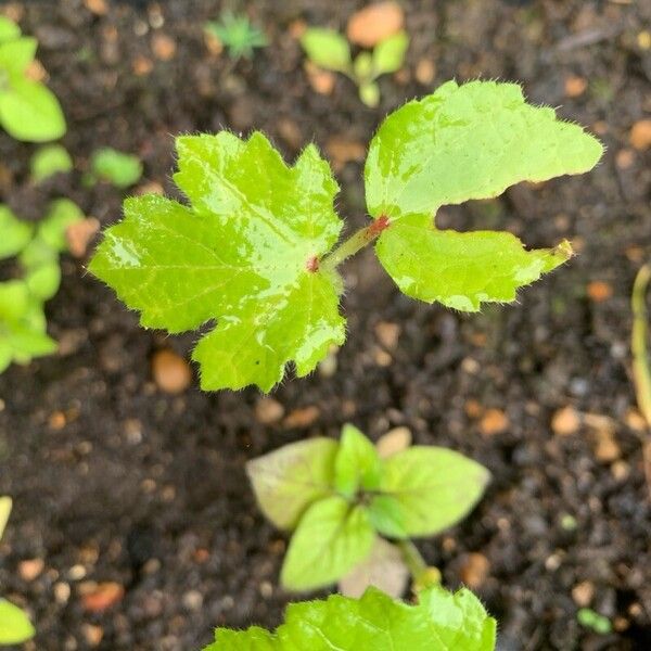 Abelmoschus esculentus Blad