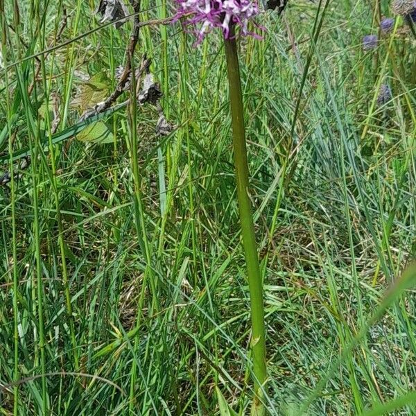 Orchis simia 整株植物