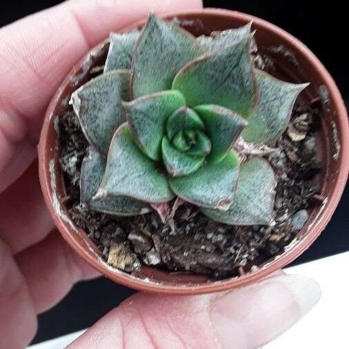 Echeveria purpusiorum Leaf