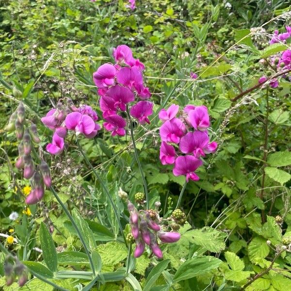 Lathyrus latifolius Virág