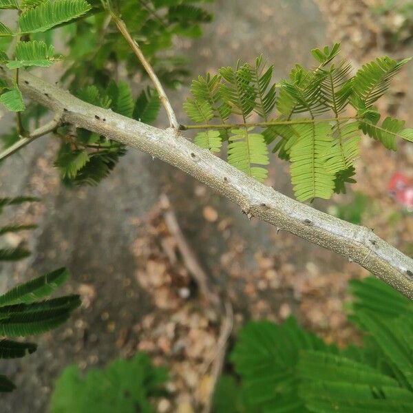 Calliandra houstoniana چھال