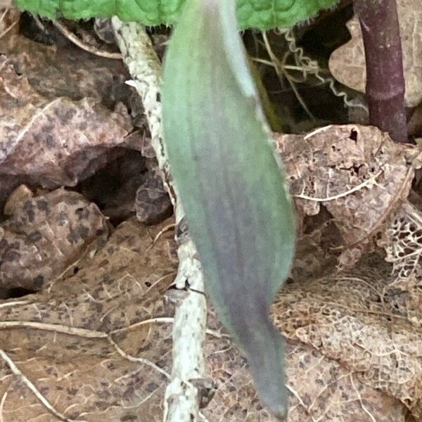 Epipactis microphylla Yaprak