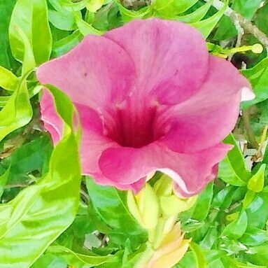 Allamanda blanchetii Fleur