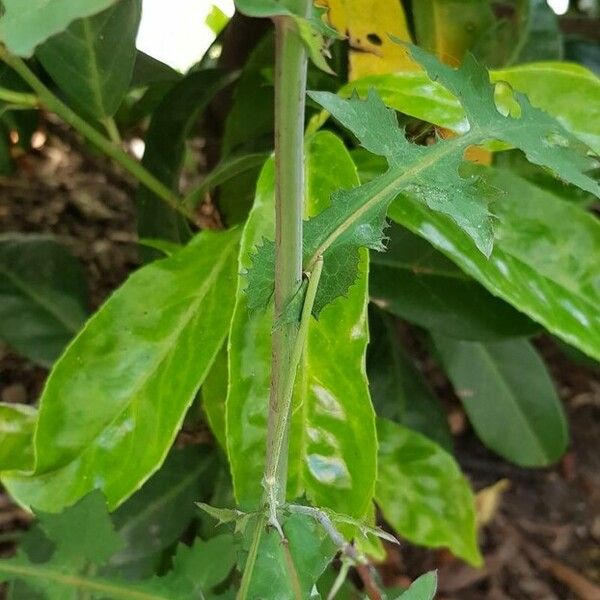 Lactuca muralis Casca