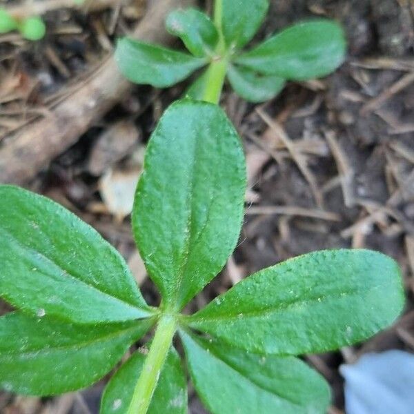 Galium triflorum Ліст