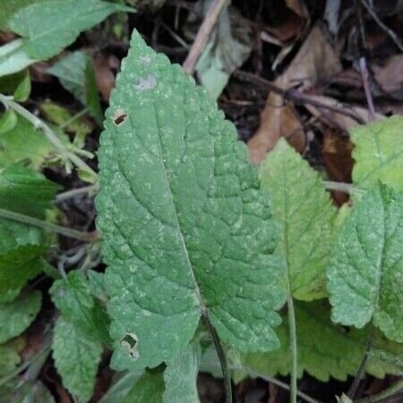 Salvia glutinosa ᱮᱴᱟᱜ