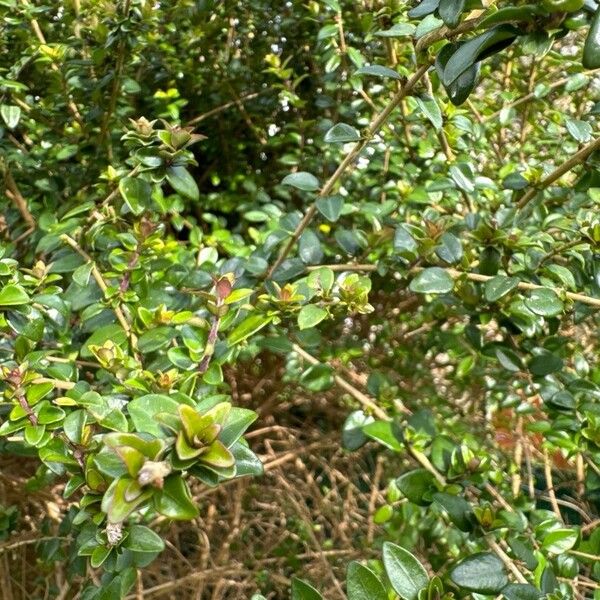 Lonicera ligustrina Blad