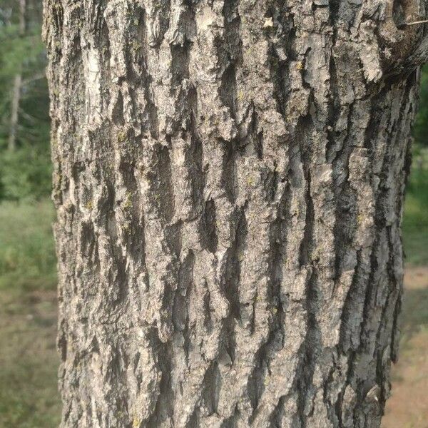 Fraxinus americana кора