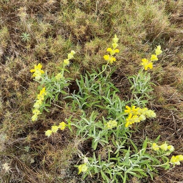 Phlomis lychnitis Habitatea