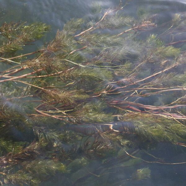 Myriophyllum spicatum Elinympäristö