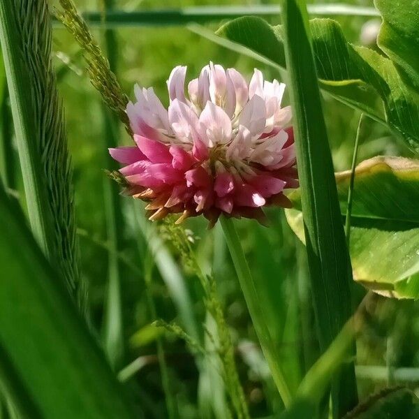 Trifolium hybridum फूल