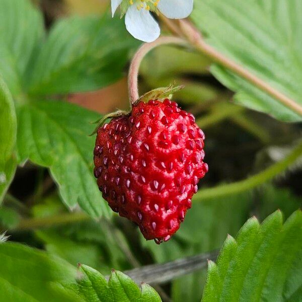 Fragaria vesca Плод