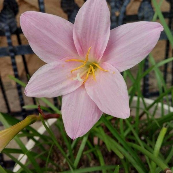 Zephyranthes robusta Blomma