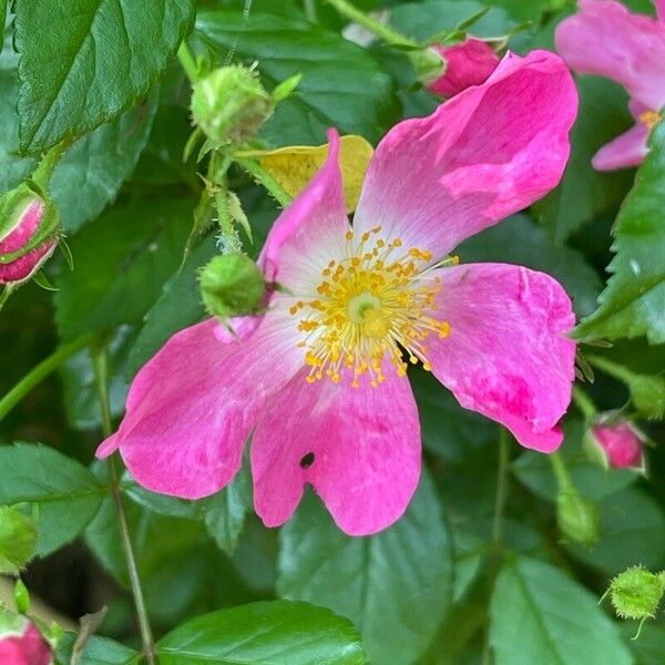 Rosa canina Cvet