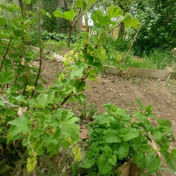 Ribes rubrum Frunză