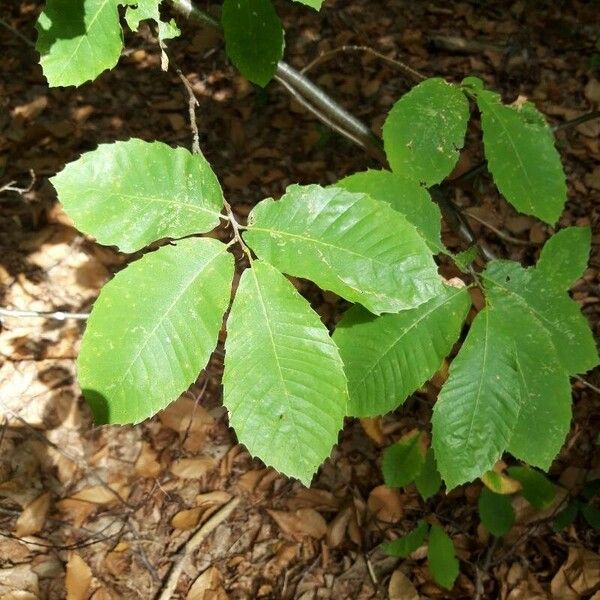 Castanea sativa Leaf