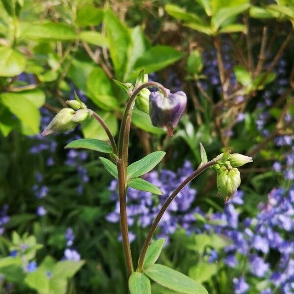 Aquilegia nigricans Кветка