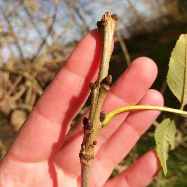 Fraxinus angustifolia Hoja