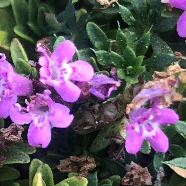 Thymus nervosus Blomma