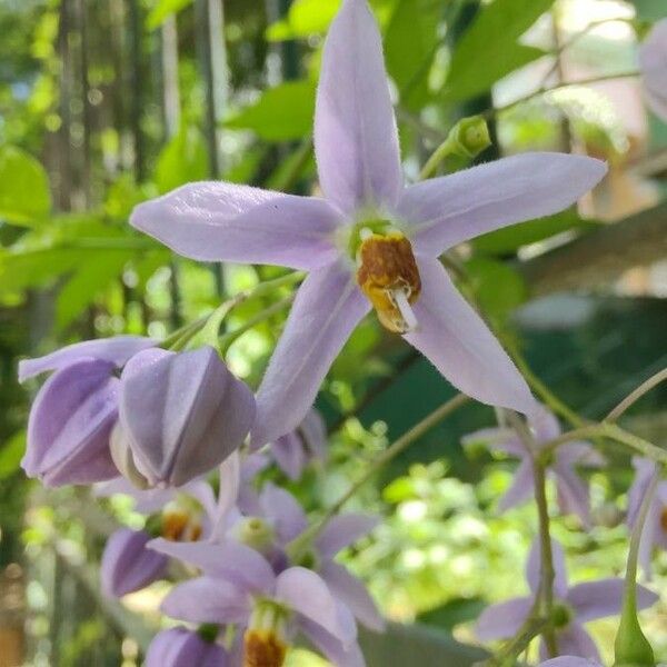 Solanum seaforthianum Flower