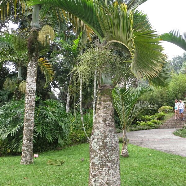 Hyophorbe lagenicaulis Habit