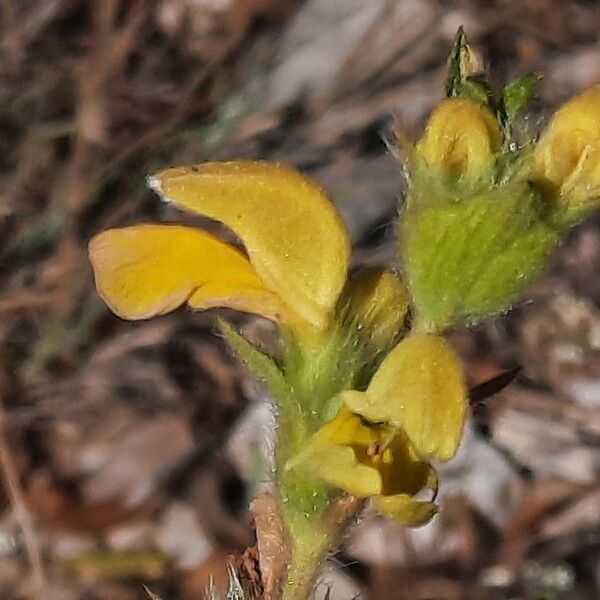 Phlomis lychnitis ফুল