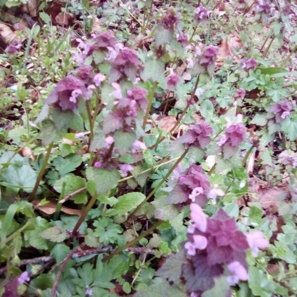 Lamium hybridum Flor