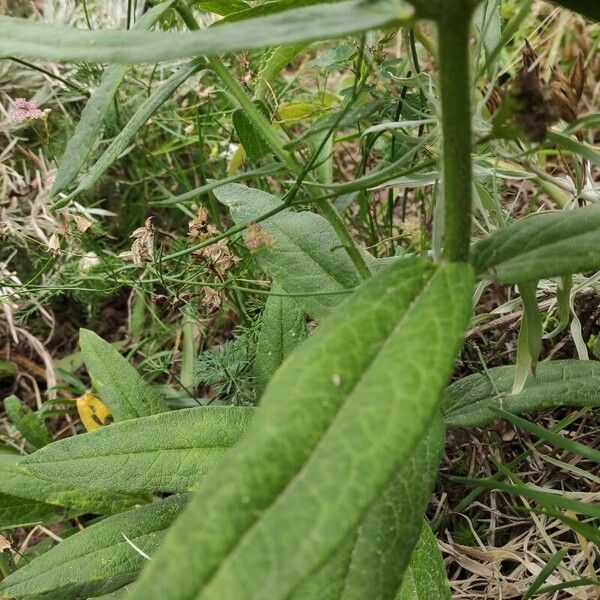 Asclepias tuberosa 葉