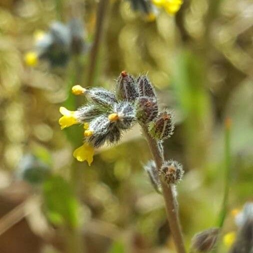 Myosotis balbisiana Flor