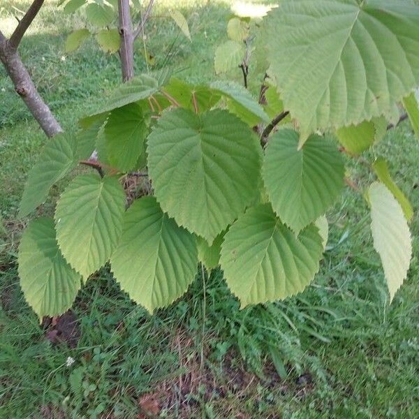 Davidia involucrata Folio