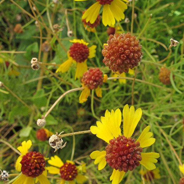 Gaillardia pinnatifida Blomma