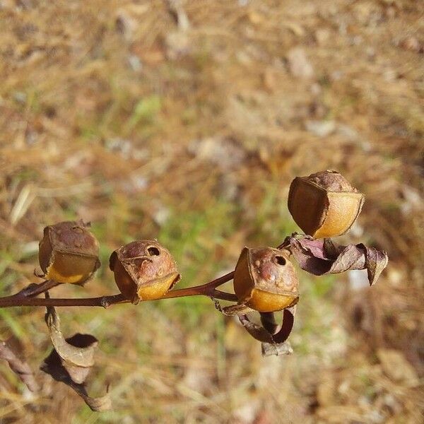 Ludwigia alternifolia Frukt