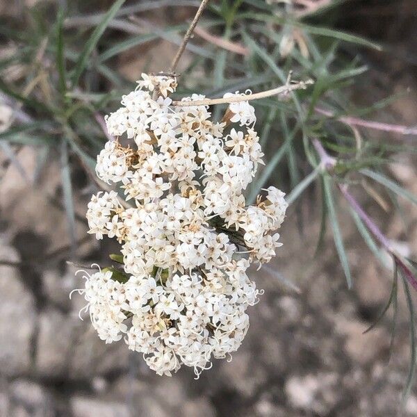 Stevia serrata Cvet