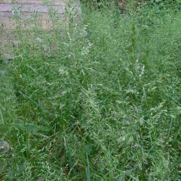 Poa palustris Folha